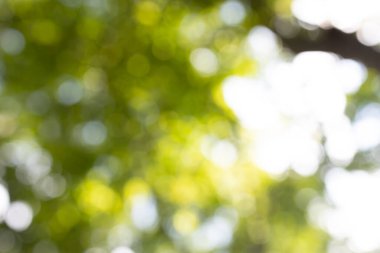 Nature blurred light abstract background. Natural outdoors bokeh background, Blurred forest background