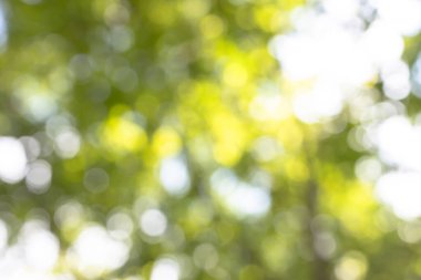 Nature blurred light abstract background. Natural outdoors bokeh background, Blurred forest background