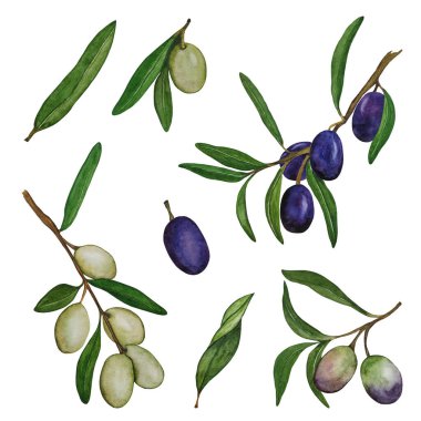 Bir dizi suluboya dal. Yapraklı ve meyveli zeytin dalları. Olgun, mavi ve olgunlaşmamış yeşil zeytinler