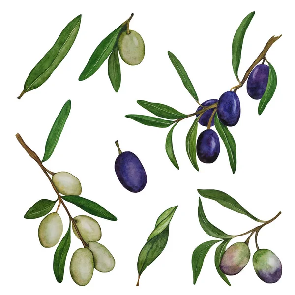 Akvarell Gallyak Olajágak Levelekkel Gyümölcsökkel Érett Kék Éretlen Zöld Olajbogyó — Stock Fotó