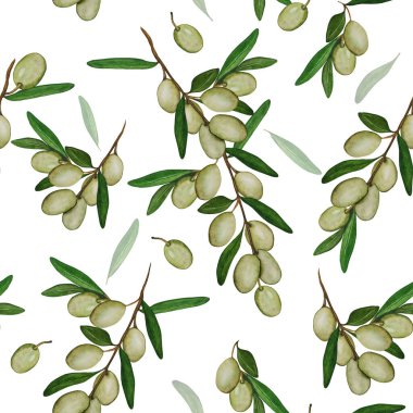 Yapraklı bir dalda yeşil zeytin. Kusursuz suluboya arka plan. Zeytin dalları.