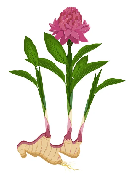 Gengibre Flor Raiz Gengibre Com Caule Folhas Flor Planta Cura —  Vetores de Stock