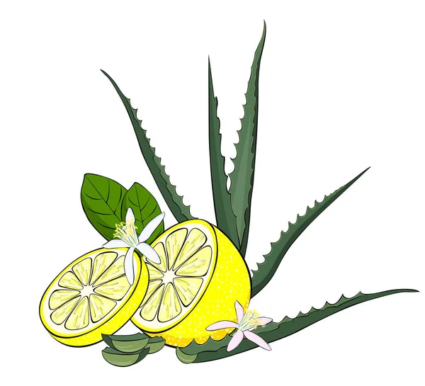 Aloe Limão Para Saúde Cunhas Limão Cunhas Aloés — Vetor de Stock
