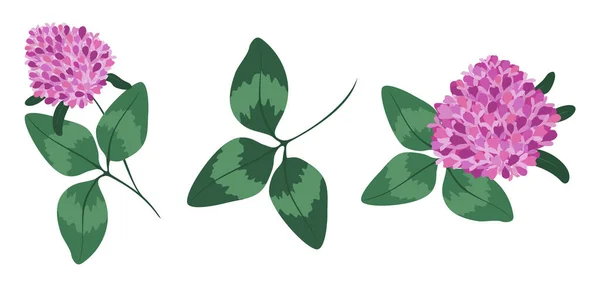 Fleur Feuilles Trèfle Guérison Fleur Trèfle Dans Vecteur — Image vectorielle