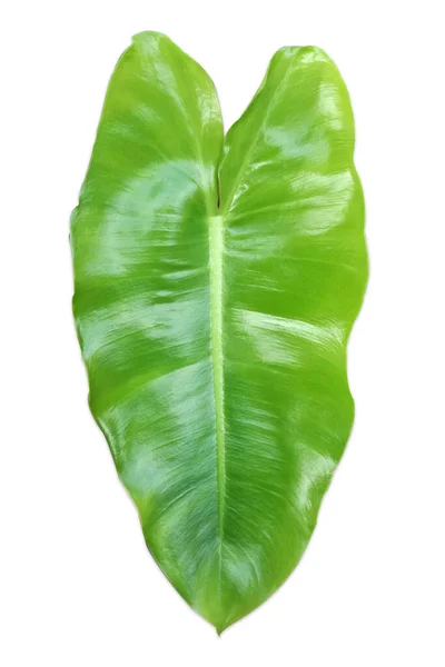 Philodendron Zierpflanzen Mit Frischen Grünen Mustern Sind Luftreiniger — Stockfoto