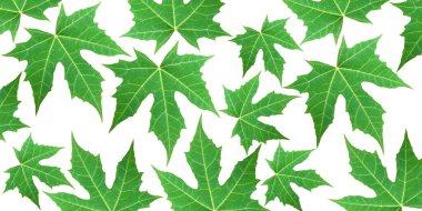 Yeşil yaprak çizimi beyaz arkaplanda izole edildi.