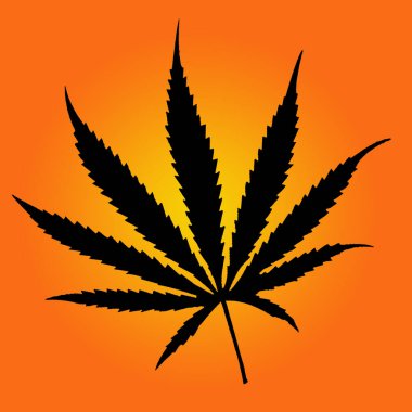 medical cannabis leaves isolate.