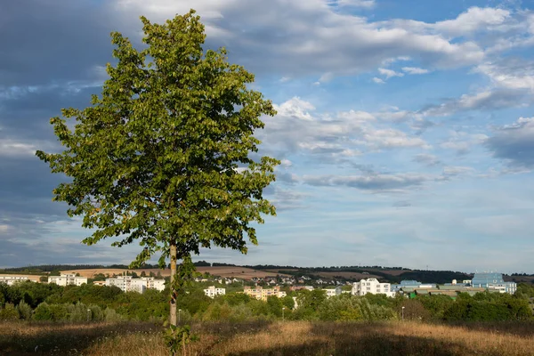 Δέντρο Την Πόλη Της Trier Στο Βάθος Τοπίο Στη Γερμανία — Φωτογραφία Αρχείου