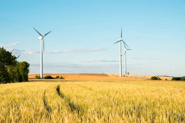 Windmills in a wheat field, renewable sustainable energy, electricity generator, environmental conversation
