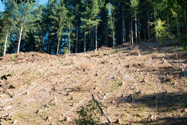 Forest in Germany, cut down trees, dried out ground after heat wave in summer, global warming and climate change, damage of the environment