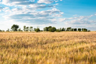 Ekilmiş arpa tarlası Almanya, yazın hasat, yiyecek tarımı, kırsal kesimde tarım. 