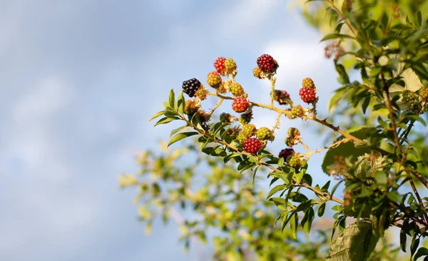 Moras Que Crecen Los Arbustos Frutas Maduras Verano Cosecha Alimentos —  Fotos de Stock