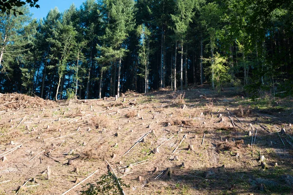Foresta Germania Alberi Abbattuti Terreno Asciutto Dopo Ondate Caldo Estate — Foto Stock