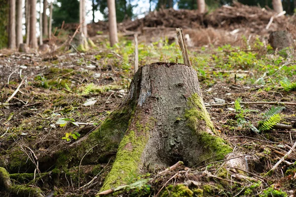 Forest in Germany, cut down tree, dried out ground after heat wave in summer, global warming and climate change, damage of the environment