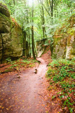 Lüksemburg 'da Echternach ve Berdorf arasında kum taşı oluşumları olan bir ormanda yürüyüş yaparken