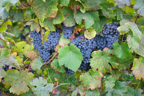 Uvas Azules Maduras Que Crecen Viñedo Valle Del Mosela Otoño —  Fotos de Stock