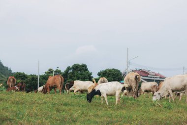 İnek ve keçi gökyüzündeki çiftlikte ot yiyorlar..