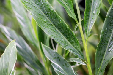 Yağmur mevsiminde yapraklar ve damlacıklar güneş ışığıyla.