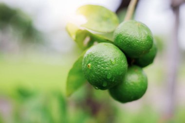 Yağmur mevsiminde gün doğumuyla limon damlası.
