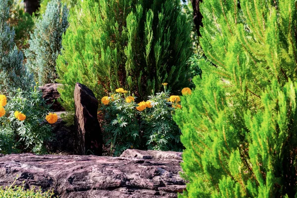 Flower Tree Garden Sunlight — Stock Photo, Image