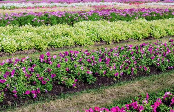 Plantación Flor Con Luz Solar Jardín —  Fotos de Stock