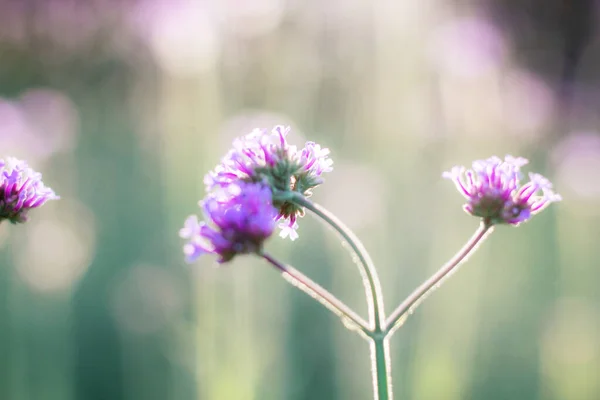 Flor Púrpura Con Salida Del Sol Invierno —  Fotos de Stock