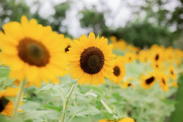 Sunflower Colorful Garden — Stock Photo, Image