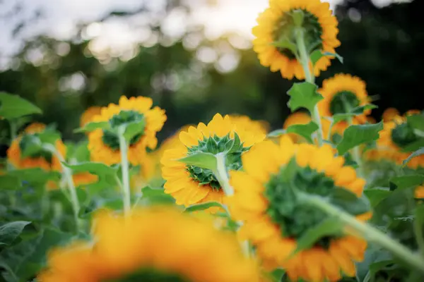 Sunflower Back Sunlight Garden — Stock Photo, Image