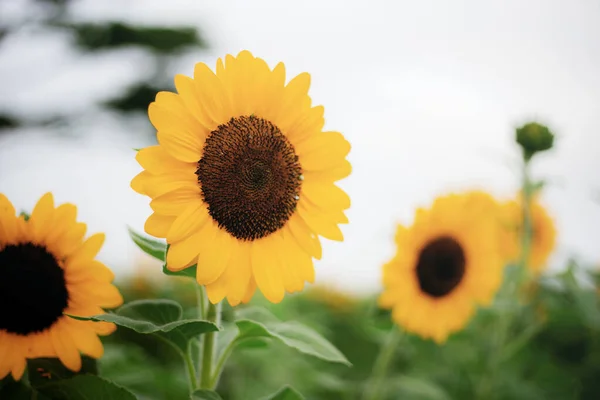 Sunflower Beautiful Garden Sky — Stock Photo, Image