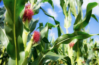 Çiftlikteki ağaçta bue gökyüzü ile bebek mısırı.