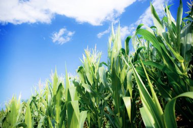 Çiftlikteki mısır ağacı, Bue gökyüzünde güneş ışığı....
