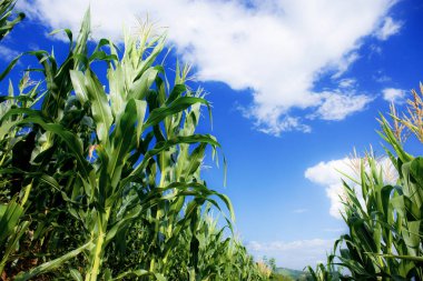 Güneş ışığıyla bue gökyüzünde mısır ağacı.