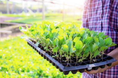 Bahçıvanlar, çiftlikte organik sebze yetiştirme tepsisi bulunduruyor..