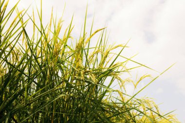 Pirinç tarlada ilkbaharda gökyüzünde.