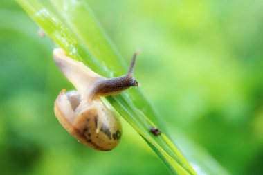 Yağmur mevsiminde yaprak üzerindeki salyangozlar.