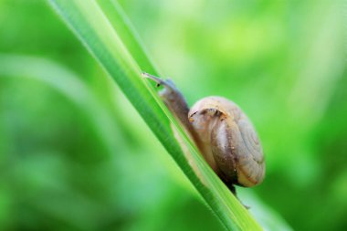 Yağmur mevsiminde tarlada salyangoz ve pirinç..