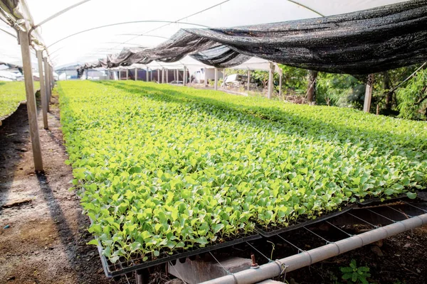 Organic Farming Seedlings Growing Greenhouse Sunlight — Stock Fotó