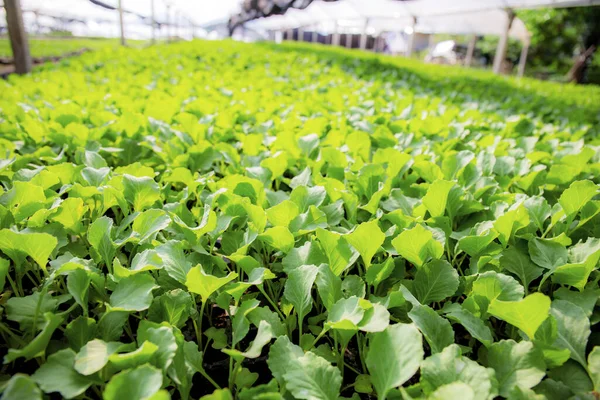Organic Farming Vegetable Growing Greenhouse Sunlight — Stock Fotó