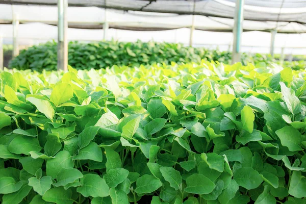 Organic Vegetable Growing Sunlight — Stock Fotó