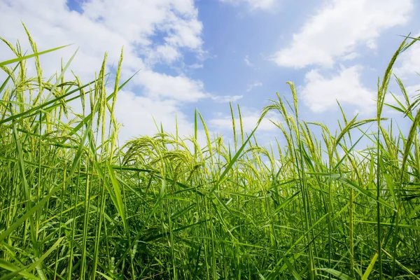 Rice Field Spreading Sky Rainy Season — Zdjęcie stockowe