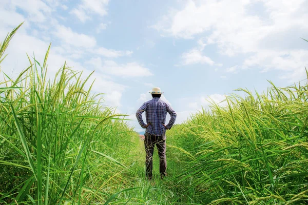 Bauer Steht Mit Dem Himmel Auf Einem Reisfeld Stockbild