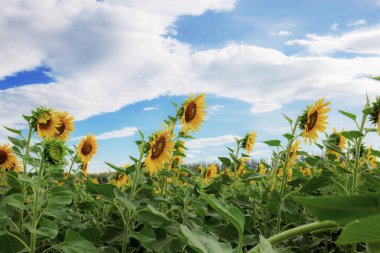 Güneş ışığında mavi gökyüzü olan ayçiçeği.