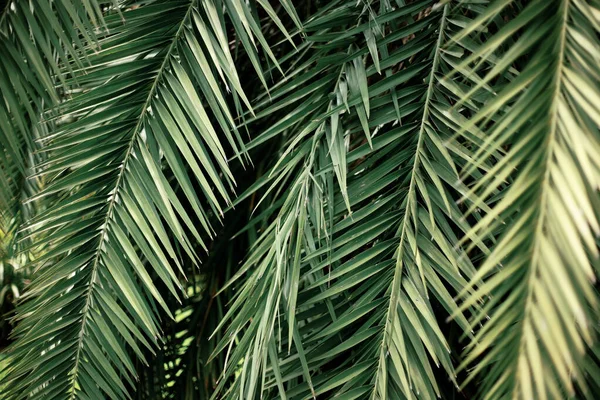 Parkta Yeşil Arka Planda Palmiye Yaprakları — Stok fotoğraf