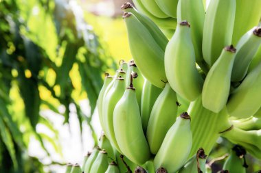 Ağaçta çiğ muz ve güneş ışığı.