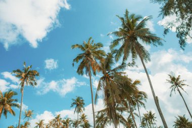 Yazın güneşli mavi gökyüzünde palmiye ağacı.