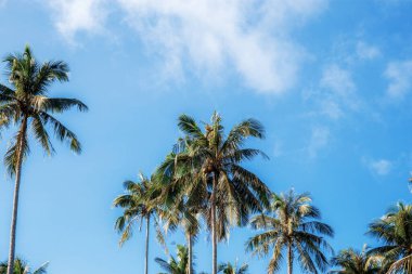 Mavi gökyüzünde gün ışığıyla palmiye ağacı.