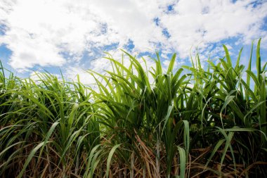 Şeker kamışı mavi gökyüzü ile çiftlikte yapraklar.