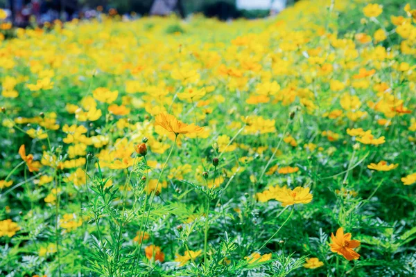 Cosmos Jardim Com Beleza Natural — Fotografia de Stock