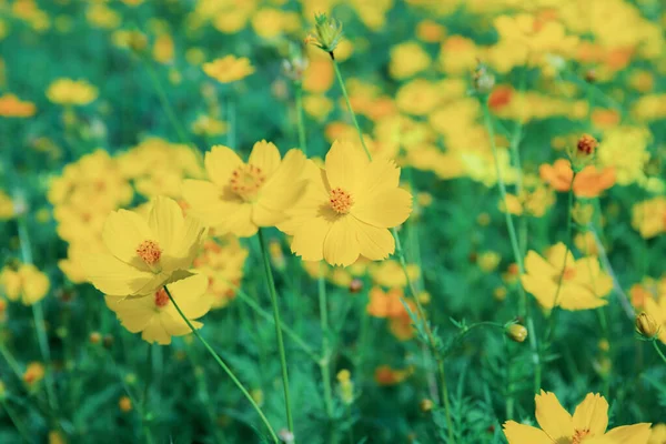 Cosmos Jardim Com Fundo Cor — Fotografia de Stock