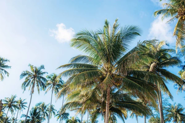 阳光普照的棕榈树 — 图库照片